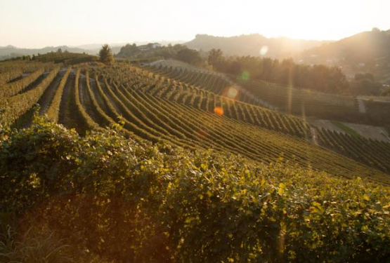 Vinprovning i Toscana