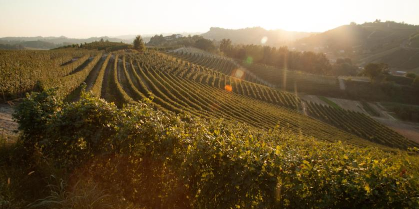 Vinprovning Toscana